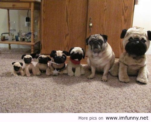 Pug dogs of various sizes